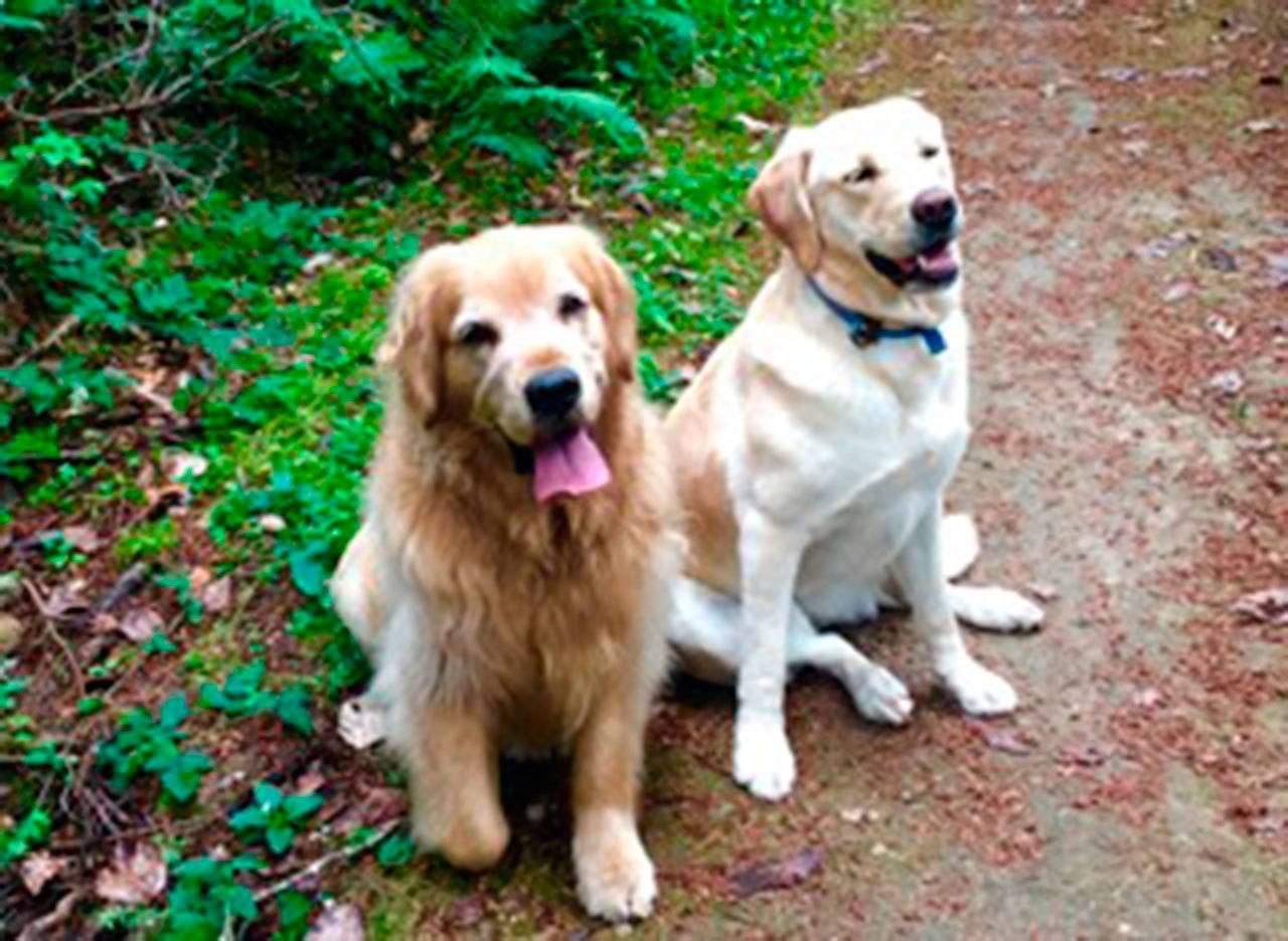 Rain and Rousseau, two island therapy dogs, star in “The Reinvention of Albert Paugh.” (Courtesy Photo)