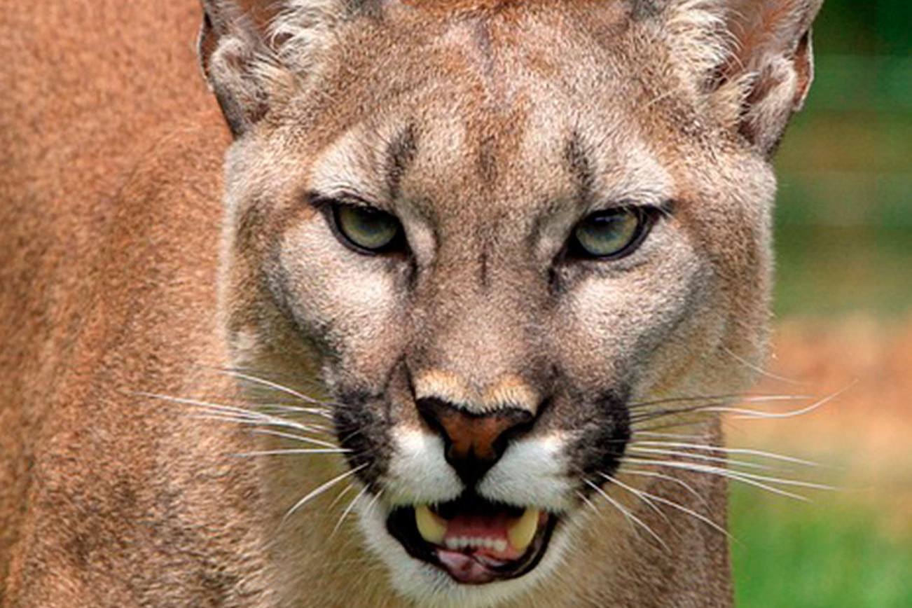 Cougar still free after trapping attempt