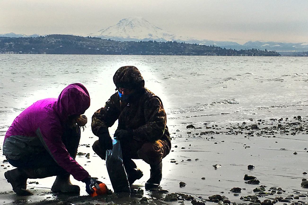 From the community: Island Beach Watcher program launches as part of larger Salish Sea restoration