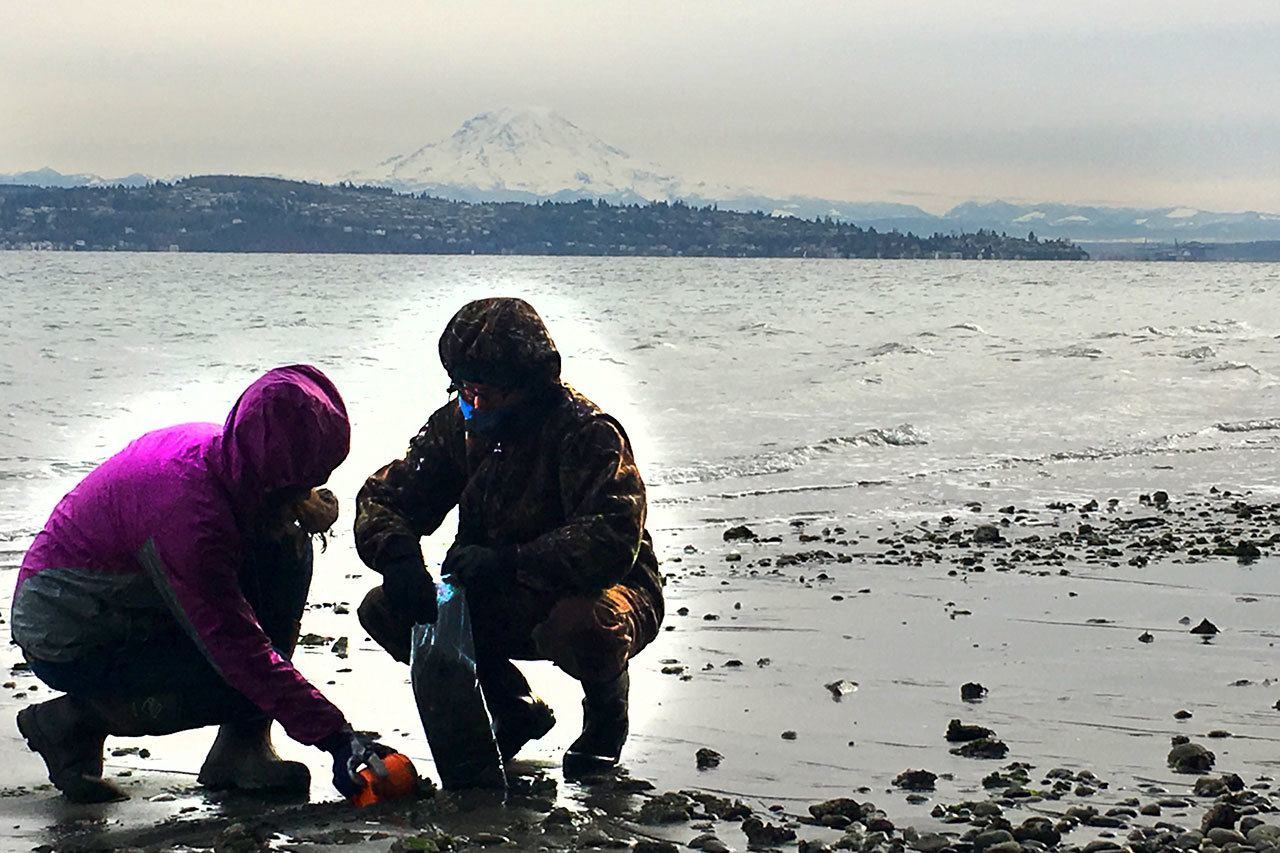 In this December photo, a Washington Conservation Corps member (left) and island volunteer Adria Magrath do forage fish research survey work. (Bianca Perla Photo)