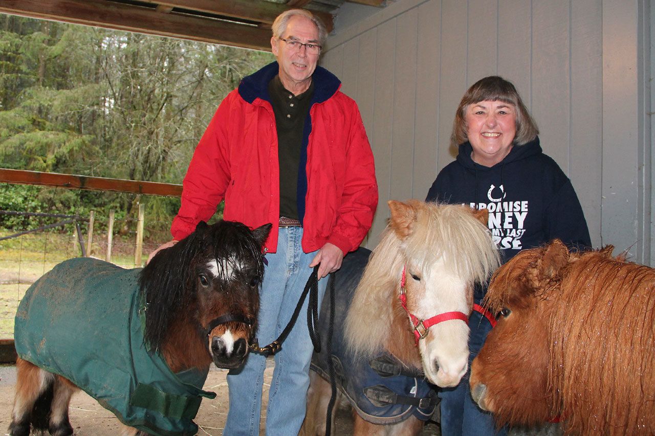 Dick and Sharon Danielson stand with three of their five miniature horses at their Reddings Beach home. The two moved to Vashon from West Seattle in 1992, in search of a more rural setting. (Anneli Fogt/Staff Photo)