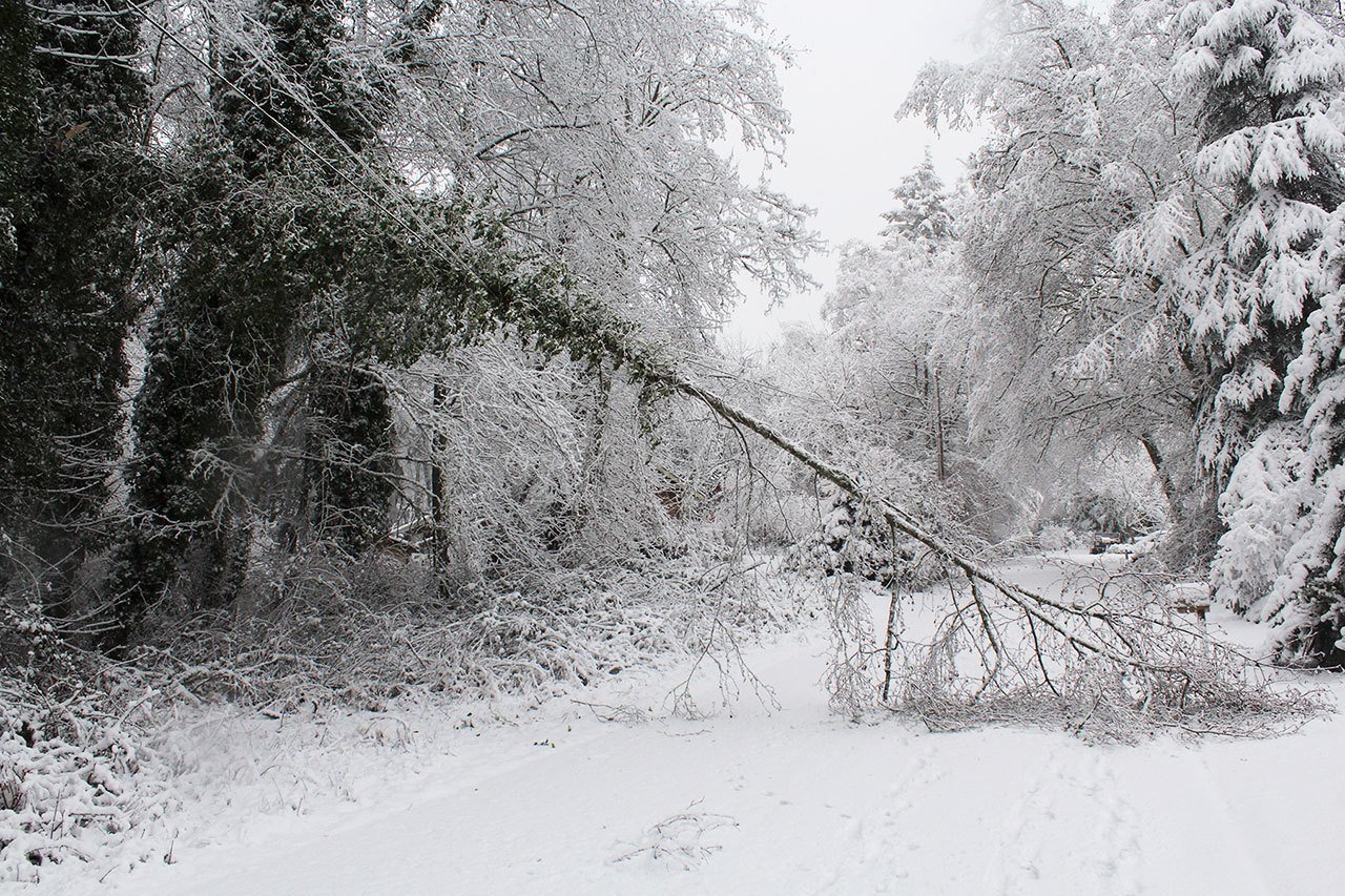 One of the island’s many fallen trees (this one near the intersection of 110th and 104th at the north end) after Sunday night’s snow storm.