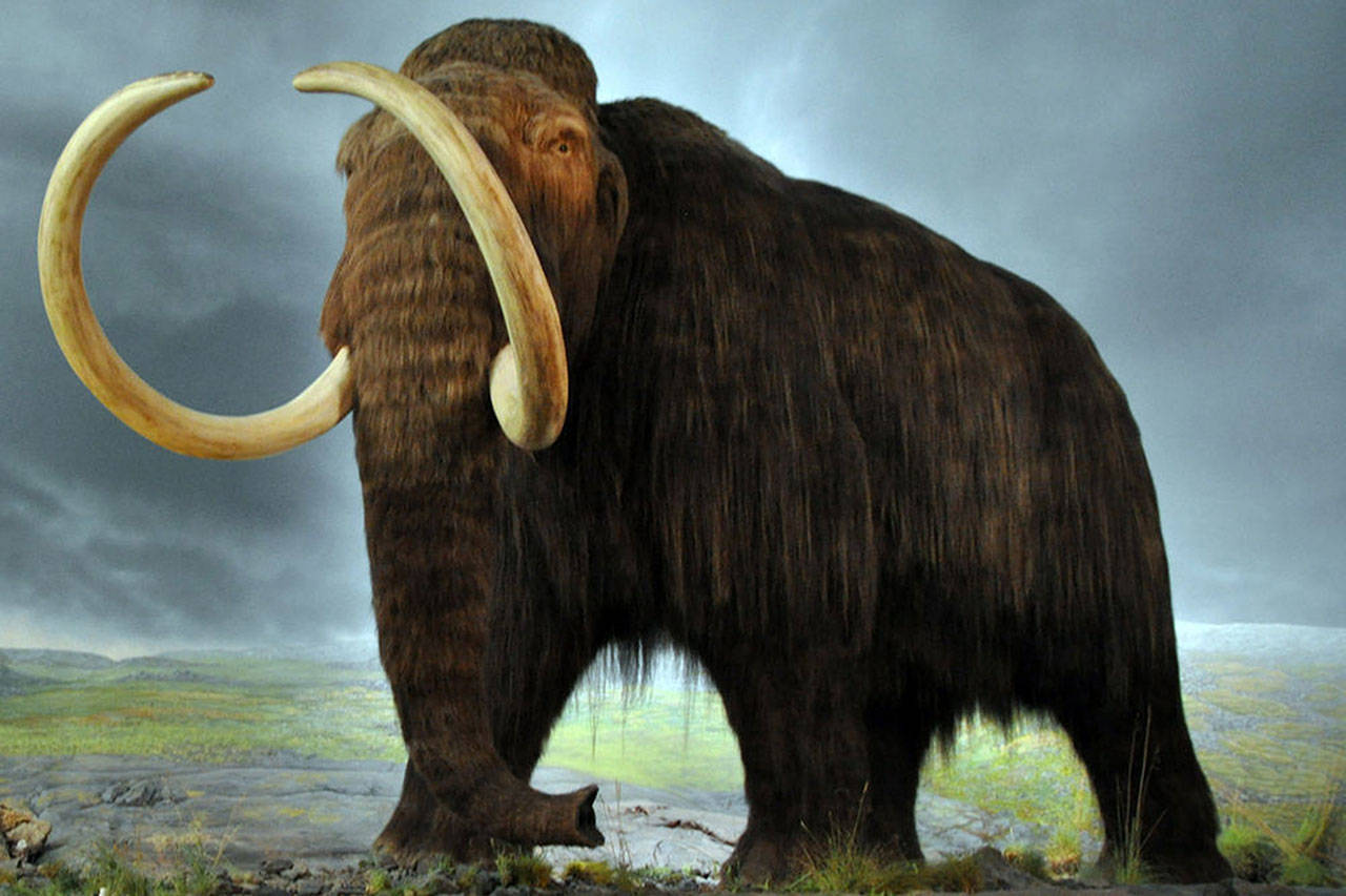Woolly mammoth, coming soon to an Arctic tundra near you. (Image courtesy of Wikimedia Commons via CC by SA 2.0)