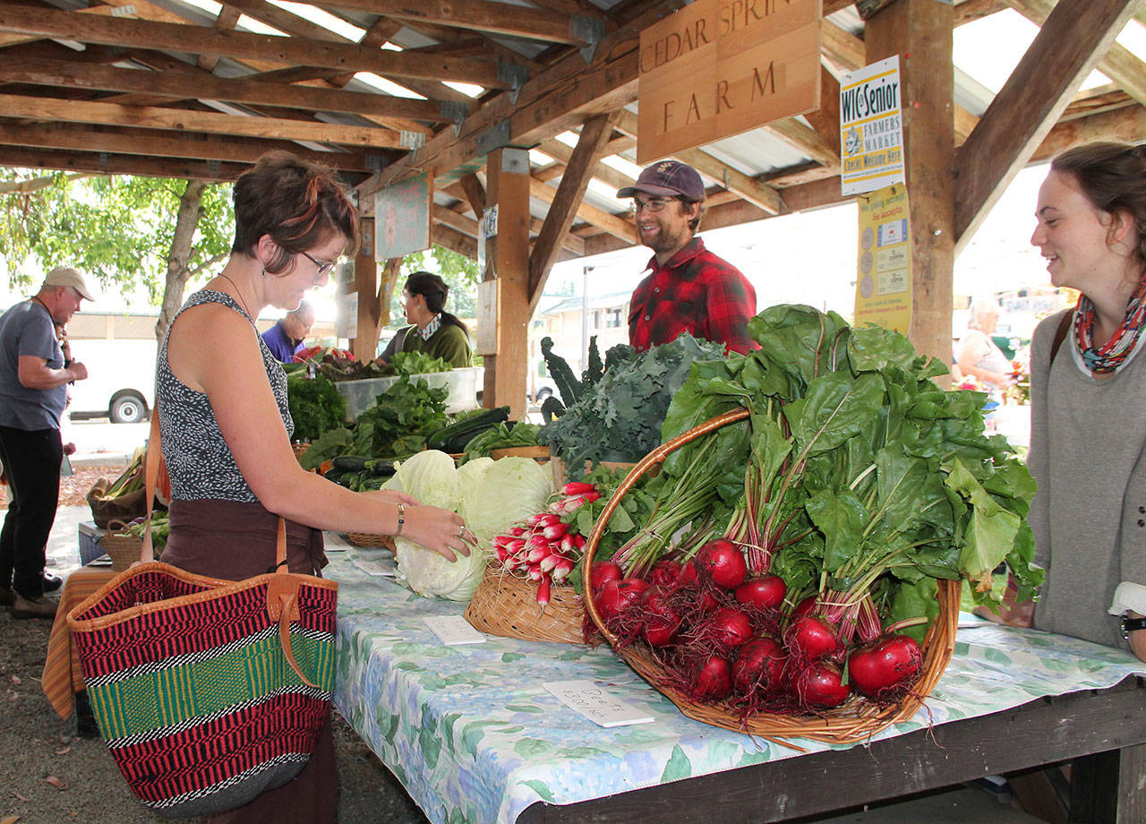 A woman inspects cabbages for sale at Cedar Spring Farm’s stand at the Vashon Farmers Market last summer. The market returns to the Village Green this Saturday. (Susan Riemer/Staff Photo)
