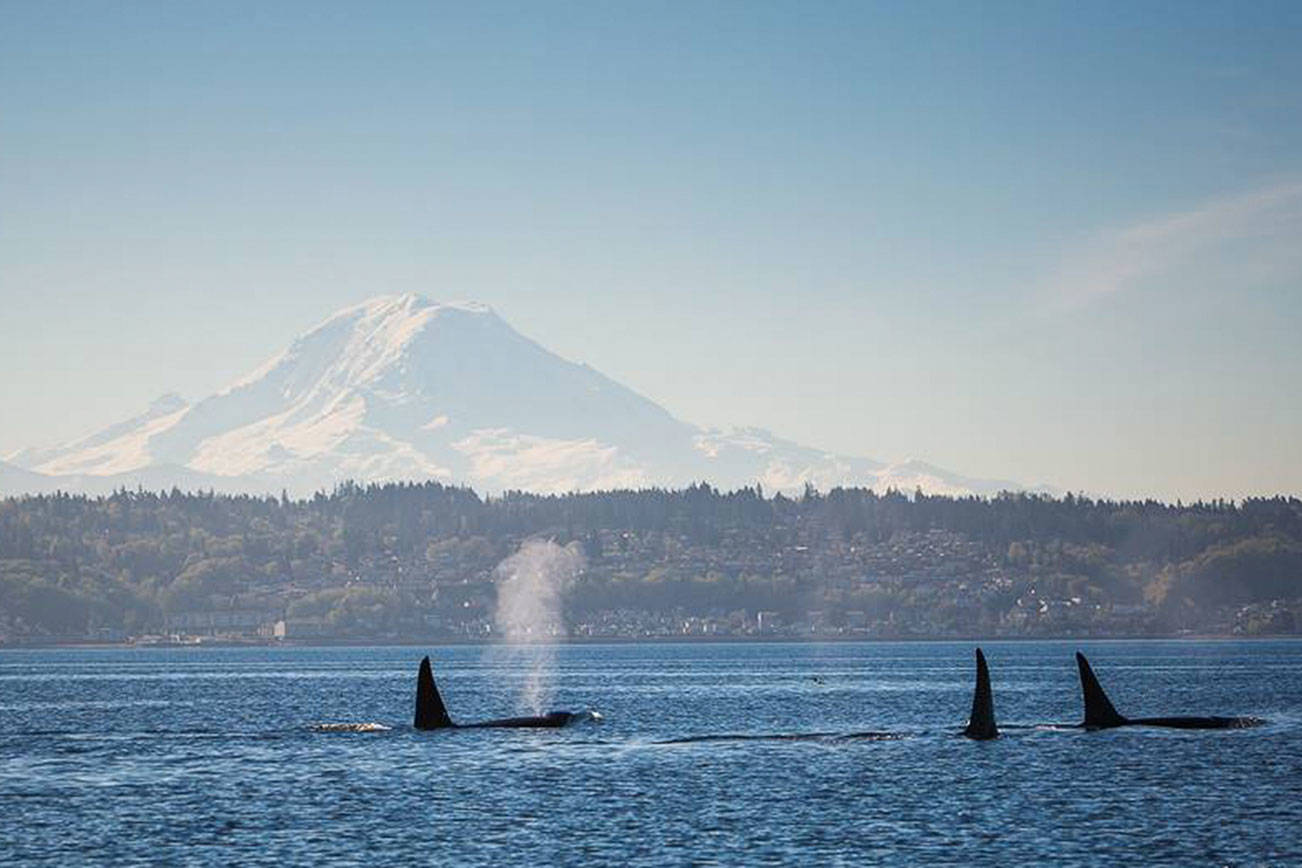 Transient orcas spotted off Vashon