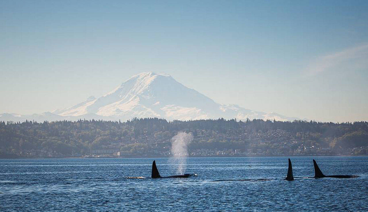 T-101 orcas left to right: T-102 and brothers T-101A and T-101B pass by Mount Rainier on Friday afternoon. (Marla Smith Photo)