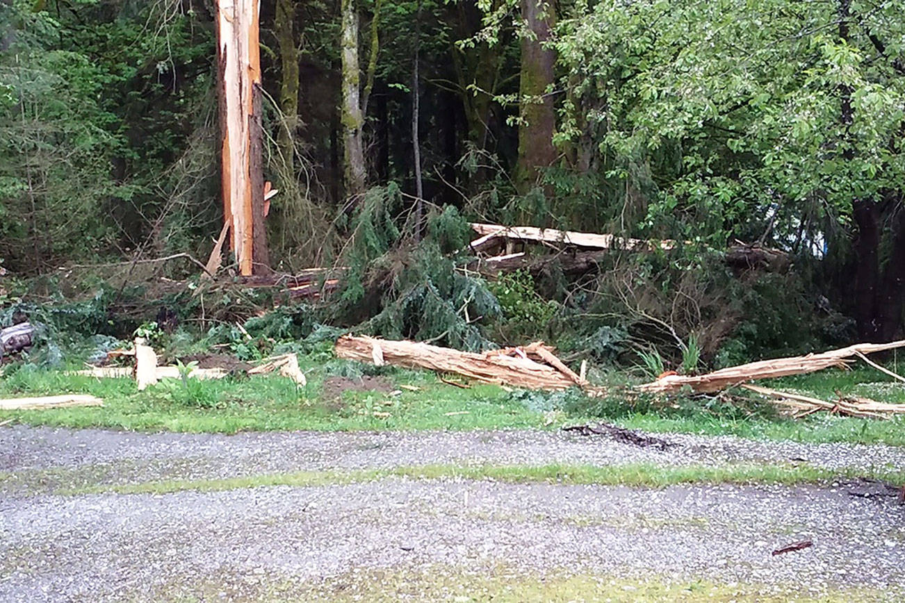 Lightning destroys tree, kills electronics at Dockton home