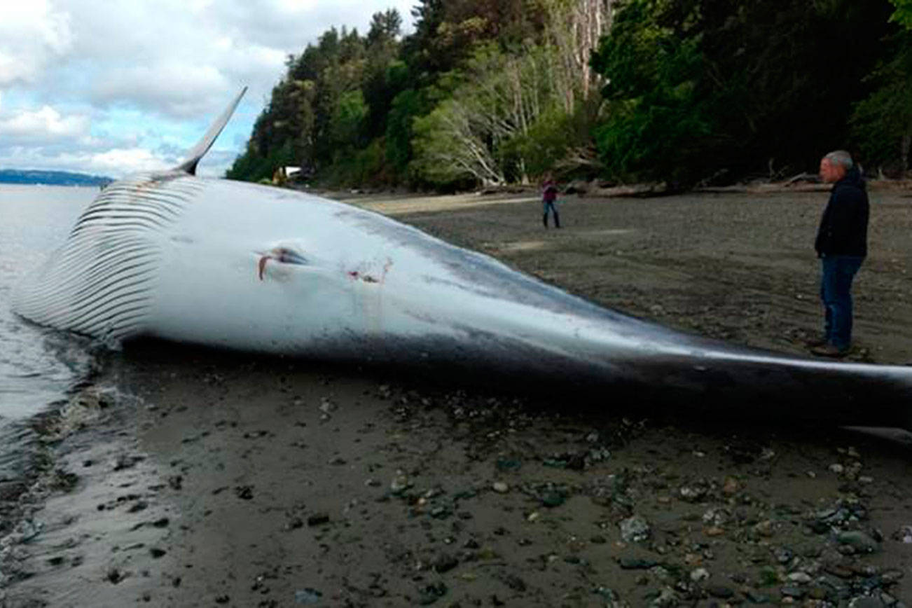 Whale killed by vessel strike towed to Spring Beach