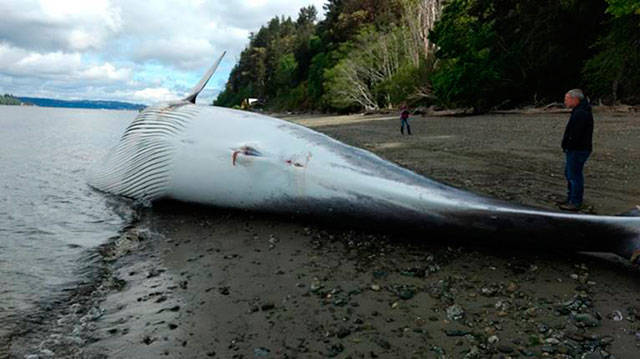 A dead fin whale was towed to Vashon’s Spring Beach for a necropsy over the weekend. (Joe Tallariti Photo)