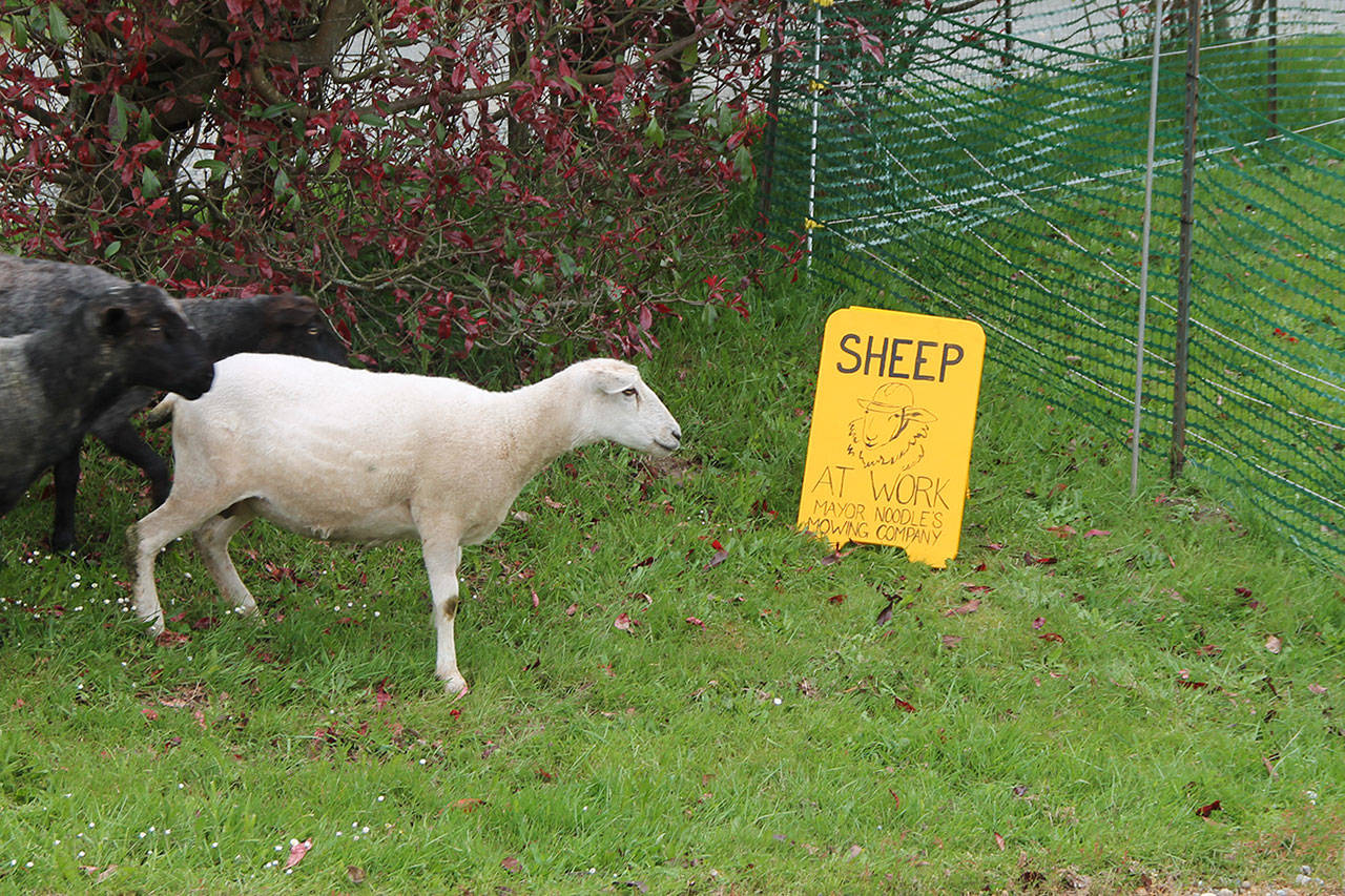 Sheep from Joe and Celina Yarkin’s Sun Island Farm run into a pen at the Vashon Golf and Swim Club Monday morning. The sheep have been lending their services to the club for the past few weeks. (Anneli Fogt/Staff Photo)