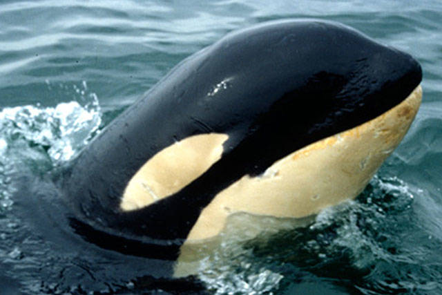 Northern Resident orca Springer (A-73) in 2002. (Mark Sears Photo)