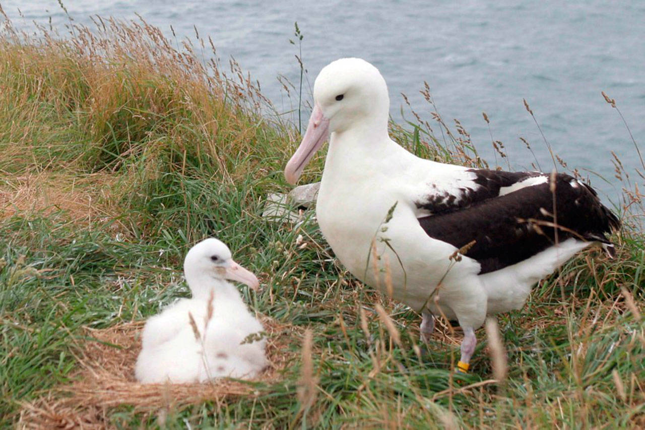 A northern royal albatross and its baby on an island off the New Zealand coast. (Reuters Photo).