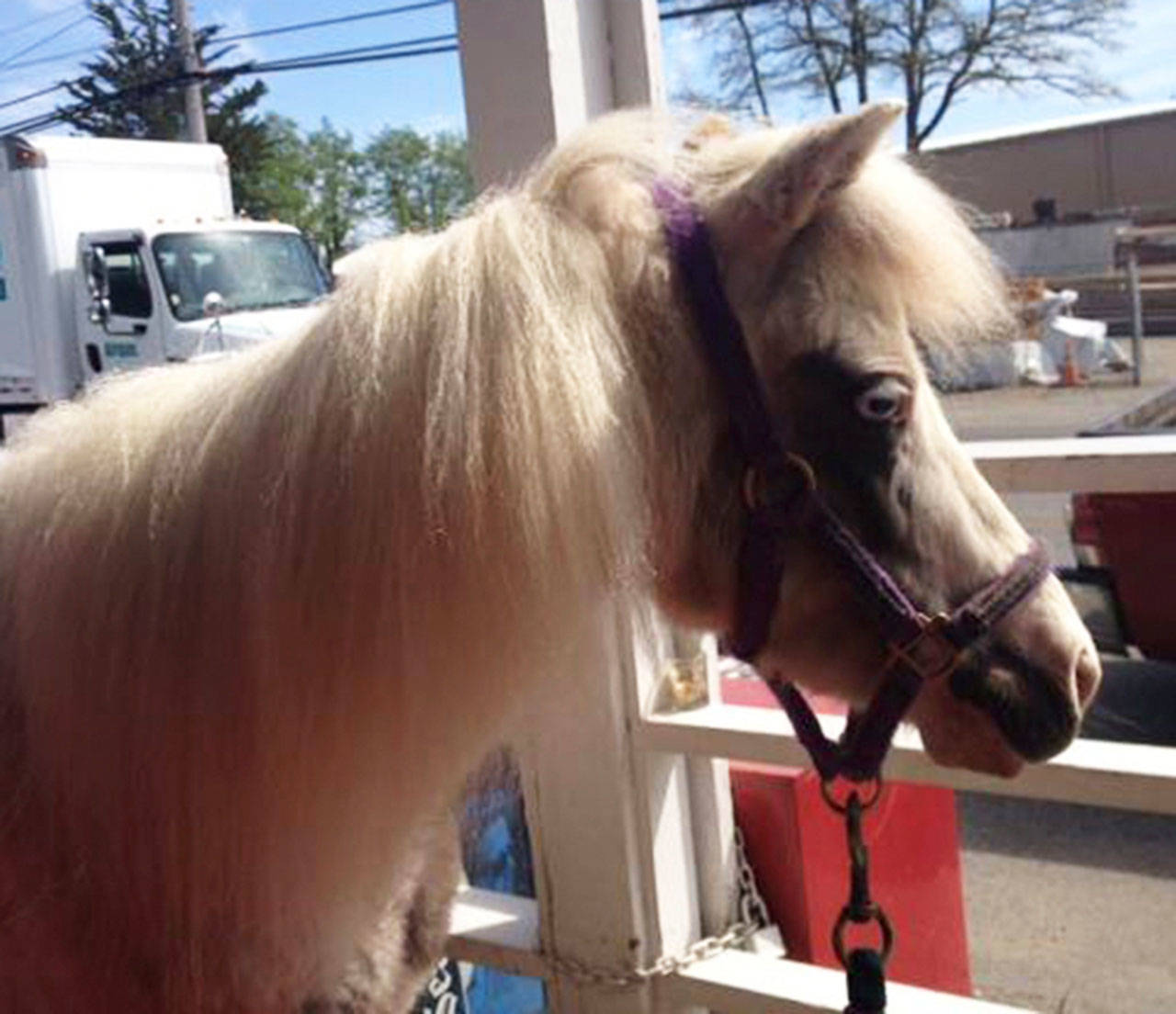 Rain the Therapy Pony is running for unofficial mayor to benefit Neighborcare Health. (Courtesy Photo)