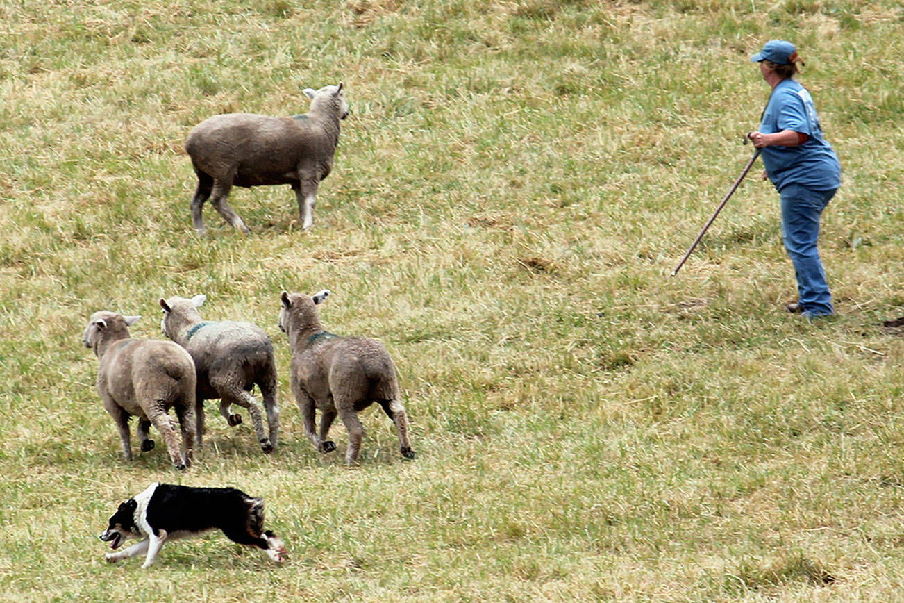 Sheepdog trials kick off next Thursday with new and old elements