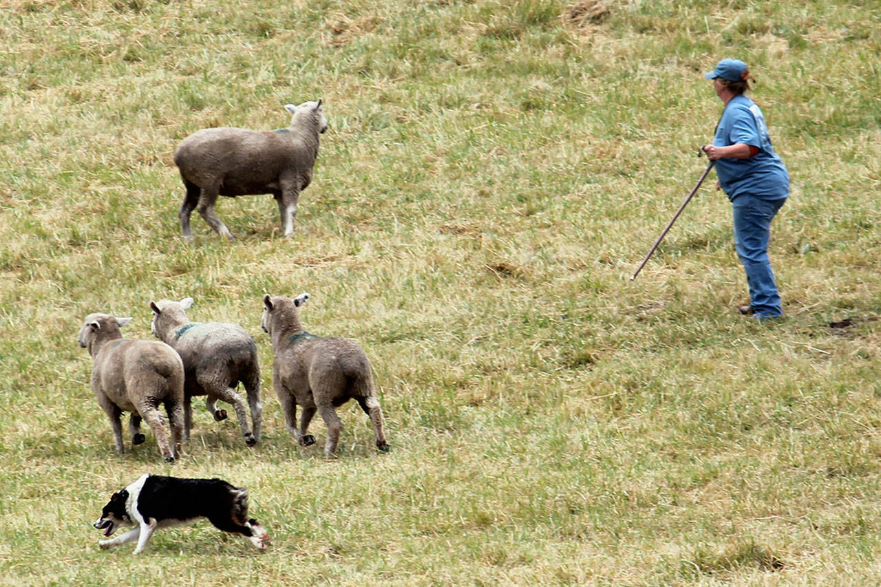 A handler works with her sheepdog to corral a herd of sheep through the course during the 2016 Vashon Sheepdog Classic. (Anneli Fogt/Staff Photo)