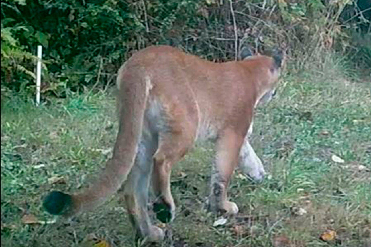 Part two: Busting myths about Vashon’s cougar
