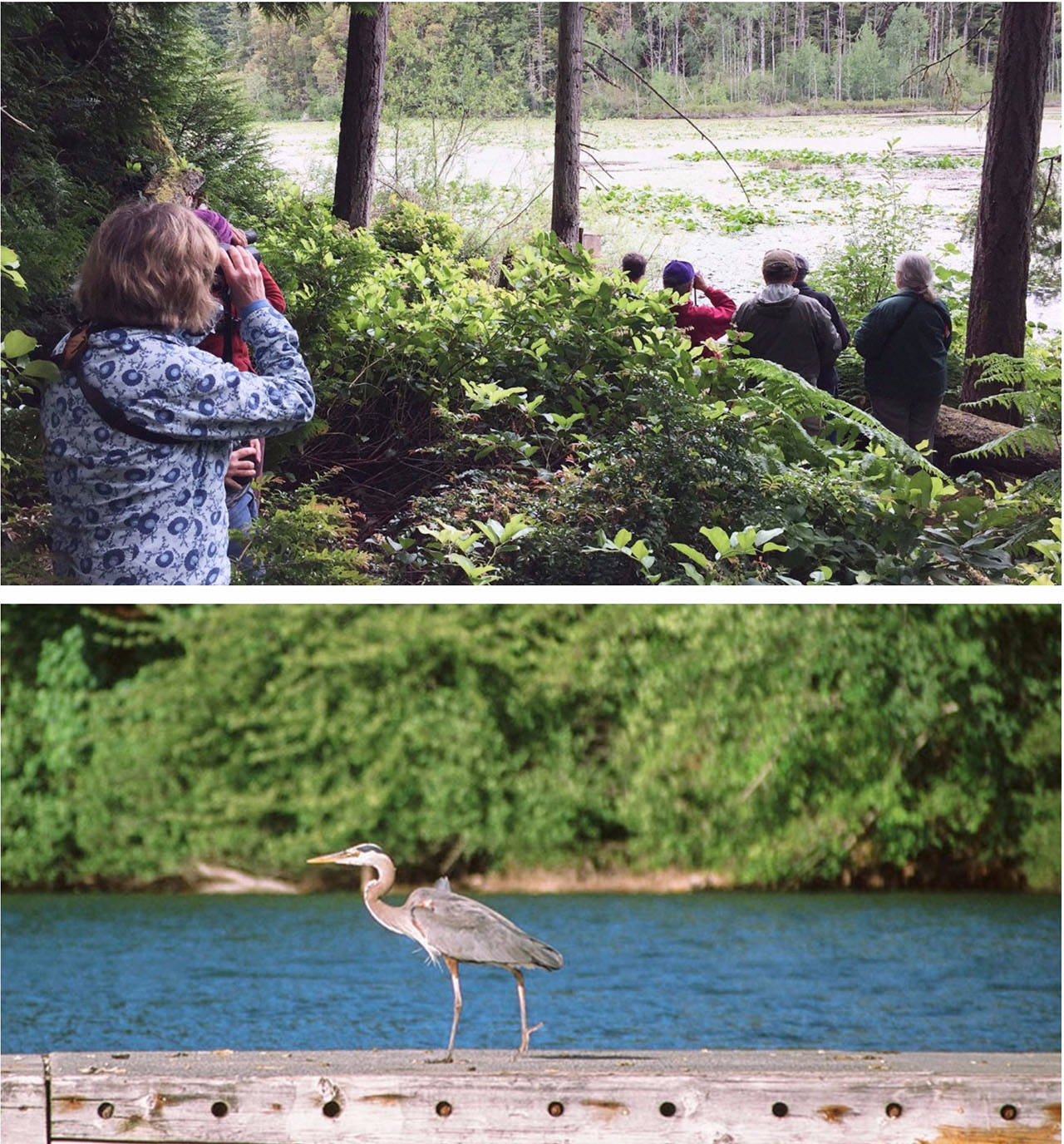 Top: Birders from Seattle and Vashon look and listen as author and bird expert Ed Swan explains the natural history of bird species found at Fisher Pond. (Chris Woods Photo)                                Bottom: A great blue heron fishes in Dockton. (Tanner Stinson Photo)
