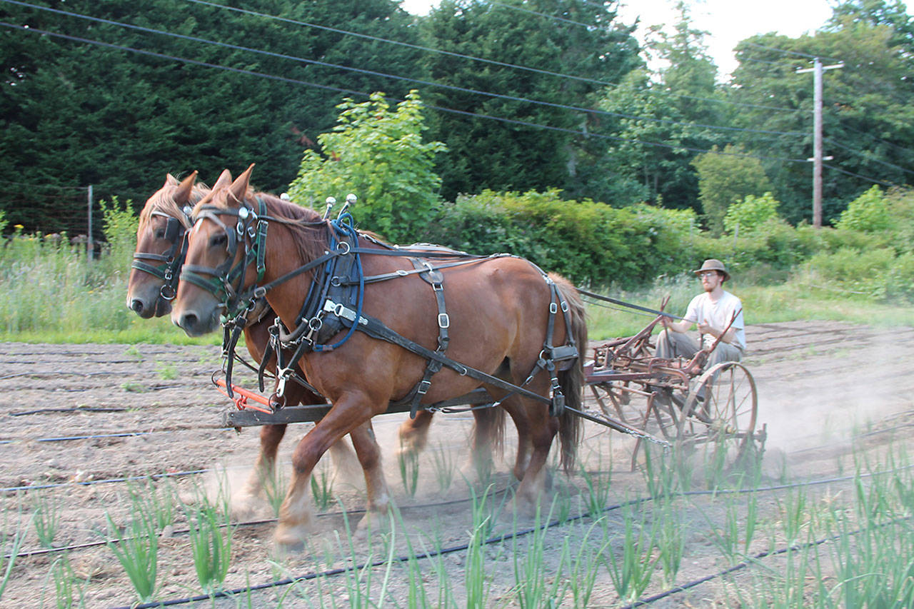 Horses help lead the way at Vashon’s Northbourne Farm