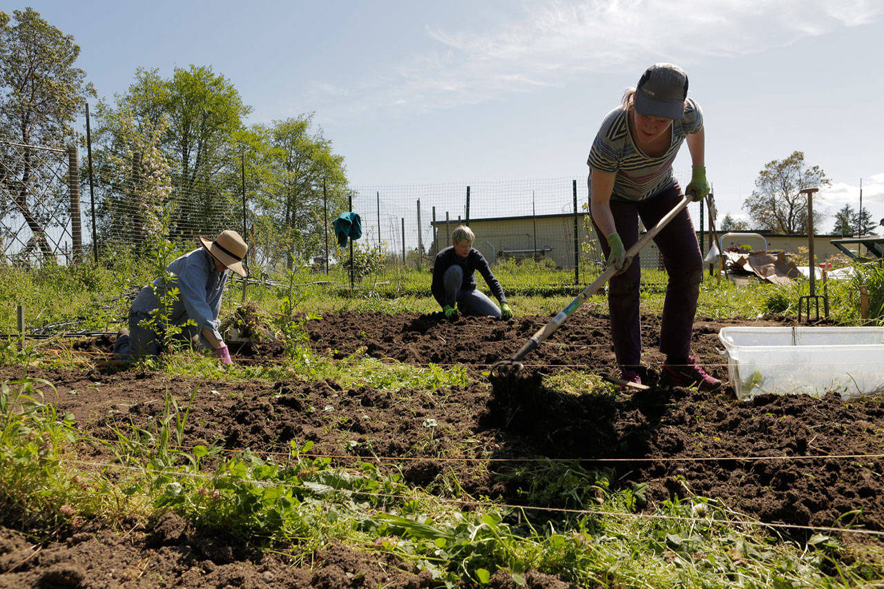Volunteers tend to the Vashon Maury Community Food Bank garden. The organization later this month will offer two workshops for children ages 5-9 at the garden. (Courtesy Photo)