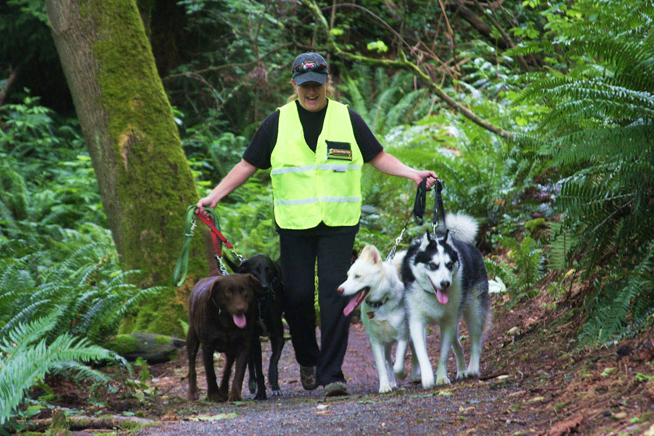 B-Town Busy Tails’ Jamie Jackson walks dogs down a trail on Vashon. (Courtesy Photo)