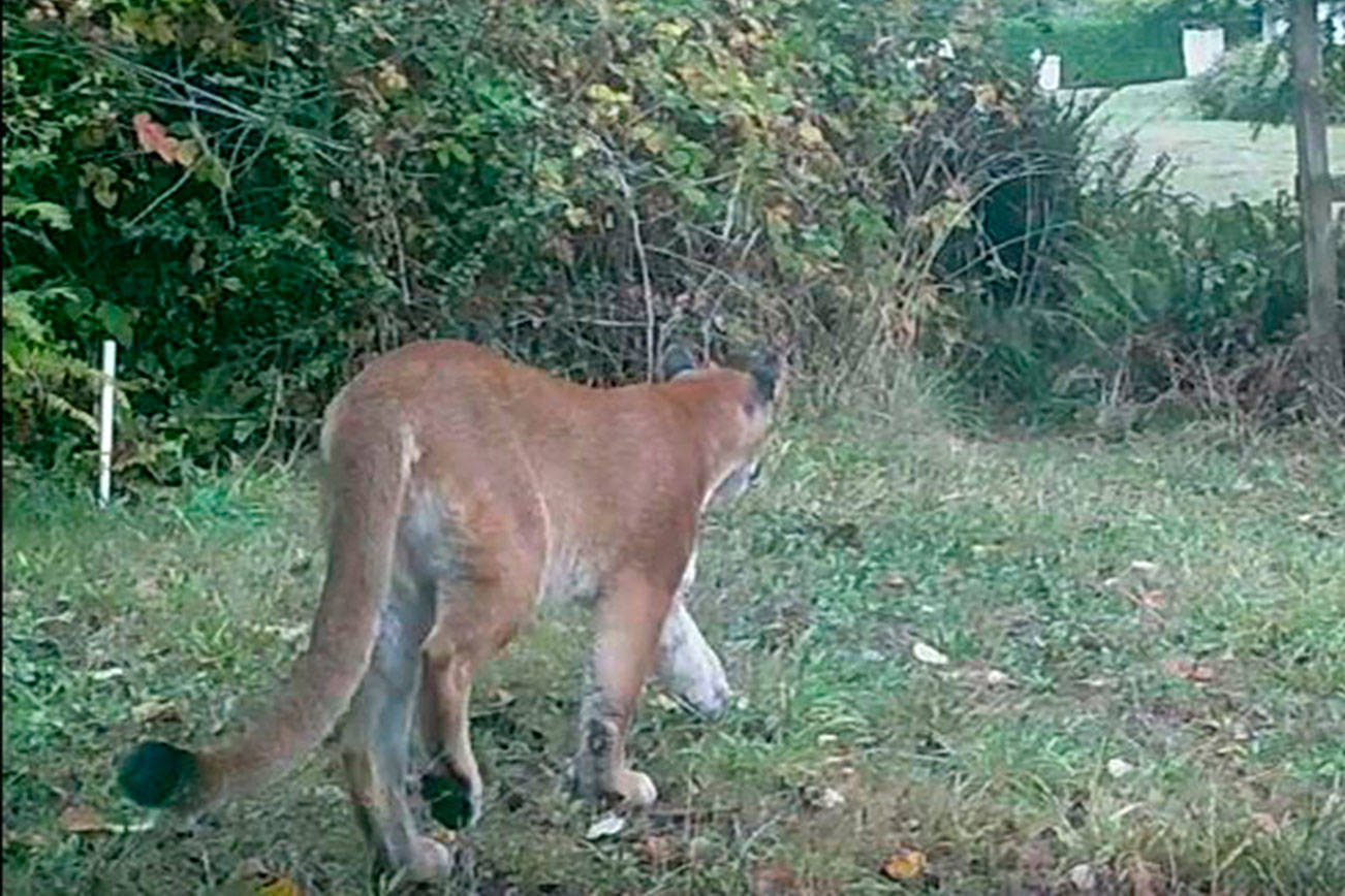 Vashon cougar killed after year on island