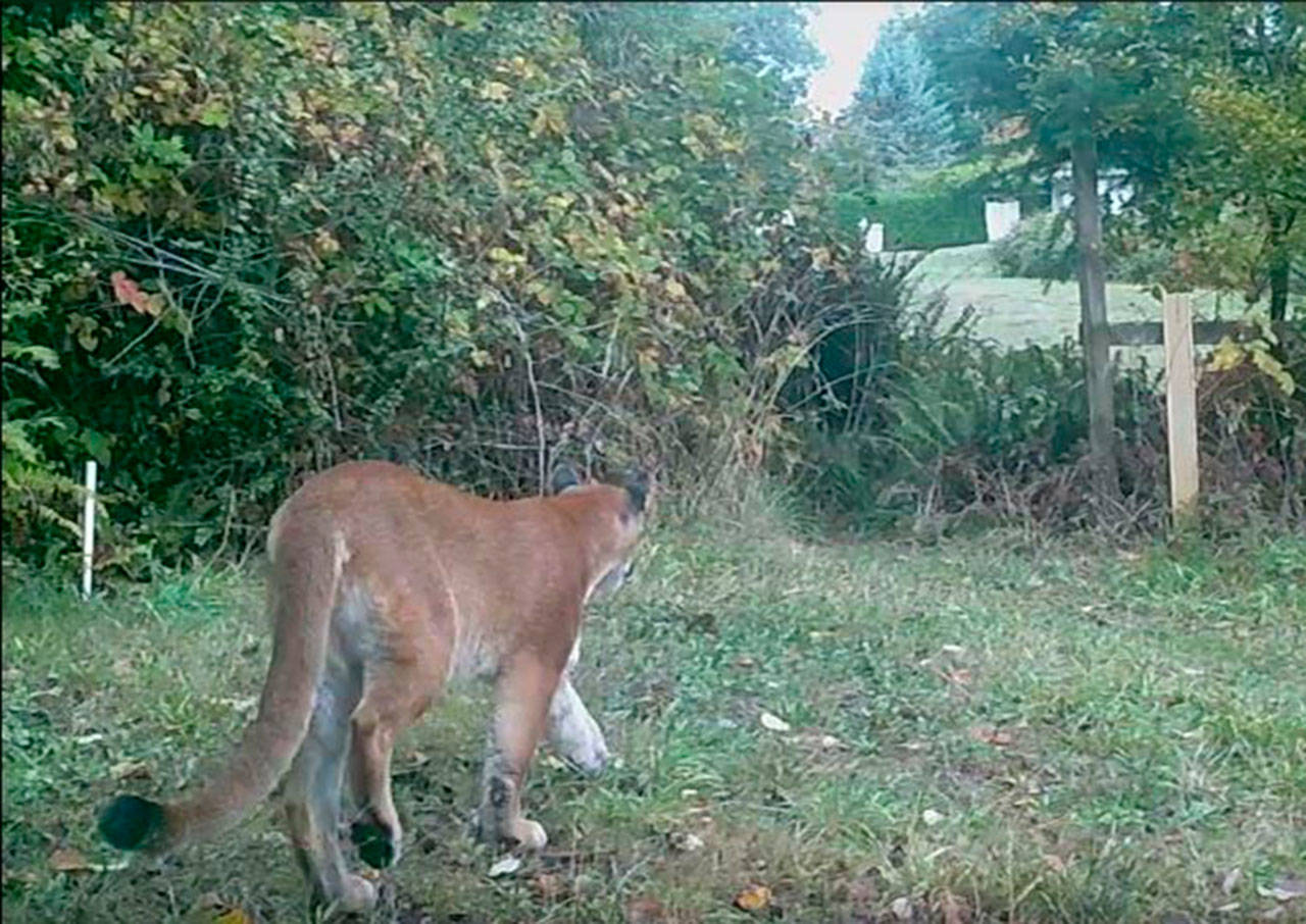 The island’s cougar captured earlier this year by a camera that is part of the Vashon Nature Center’s WildCam network. (Vashon nature Center Photo)