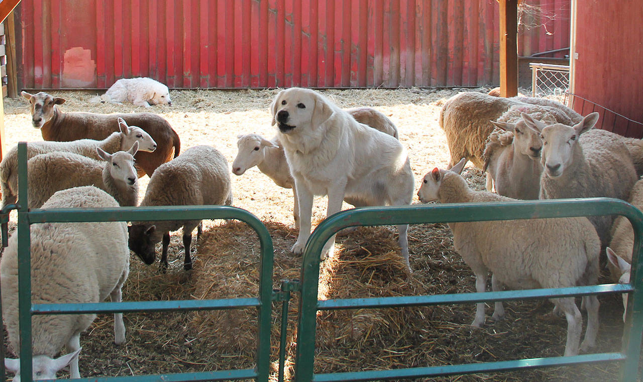 Maggie McClure’s livestock guardian dogs Zorro, rear, and Eddie, center, live with the sheep and help keep them safe from predators. (Susan Riemer/Staff photo)