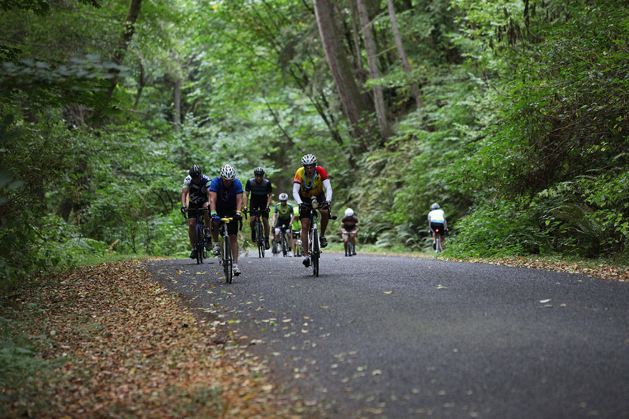 A group of riders struggles up a hill during Saturday’s Passport to Pain bike ride. A total of 351 bikers took to the island’s most punishing hills to raise money for the Vashon Island Rowing Club. (David Weller Photo)