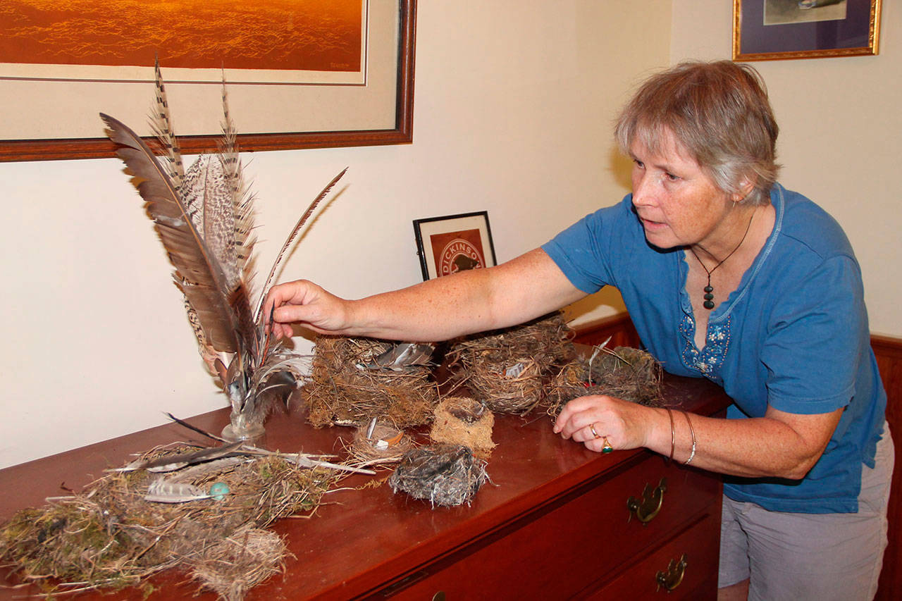 Poet Carey Hunter Davis shows her collection of bird feathers and nests. (Juli Goetz Morser/Staff Photo)