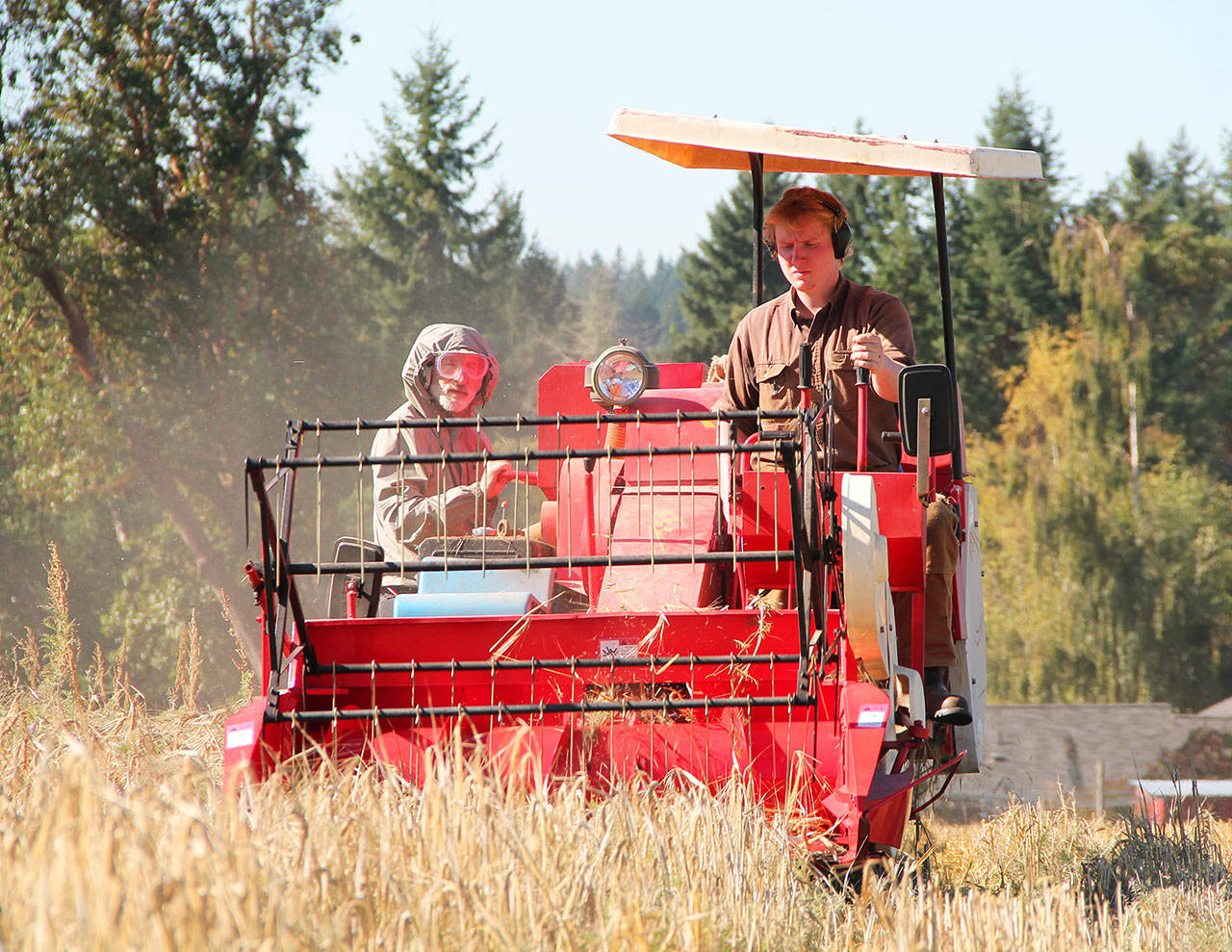 Islander Jacob Green (right) and Cliff Goodman of Vashon Brewing Company (left) use a combine to harvest barley last Thursday. Goodman is planning to incorporate the locally grown barley into his existing beer recipes and eventually experiment with other varieties that thrive in Western Washington. (Anneli Fogt/Staff Photo)