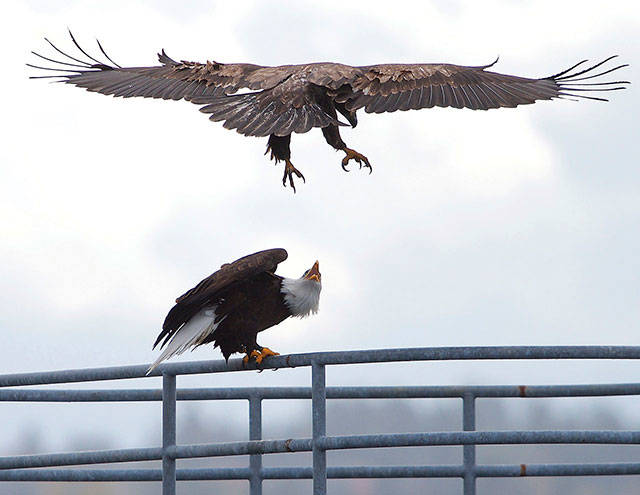 A mature bald eagle coaxes a juvenile to land during a windy November day. (David Waterworth Photo)