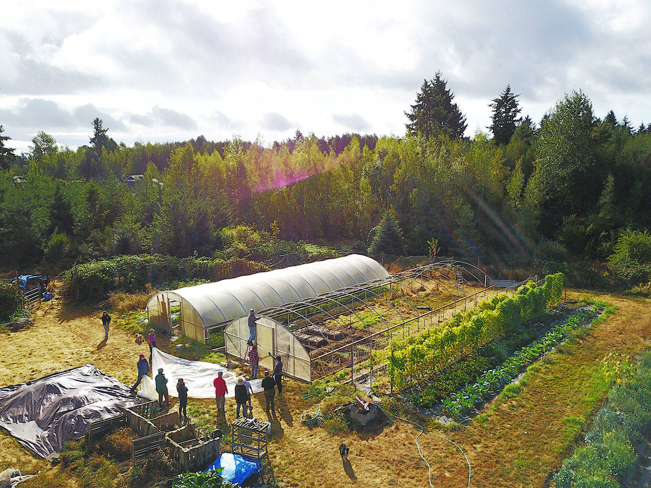 Islanders work on a hoop house at Shoulder to Shoulder Farm, a collective located behind Vashon Cohousing where those from all walks of life grow food for their families. The farm this month concluded its 11th season. (Woody Peterson Photo)