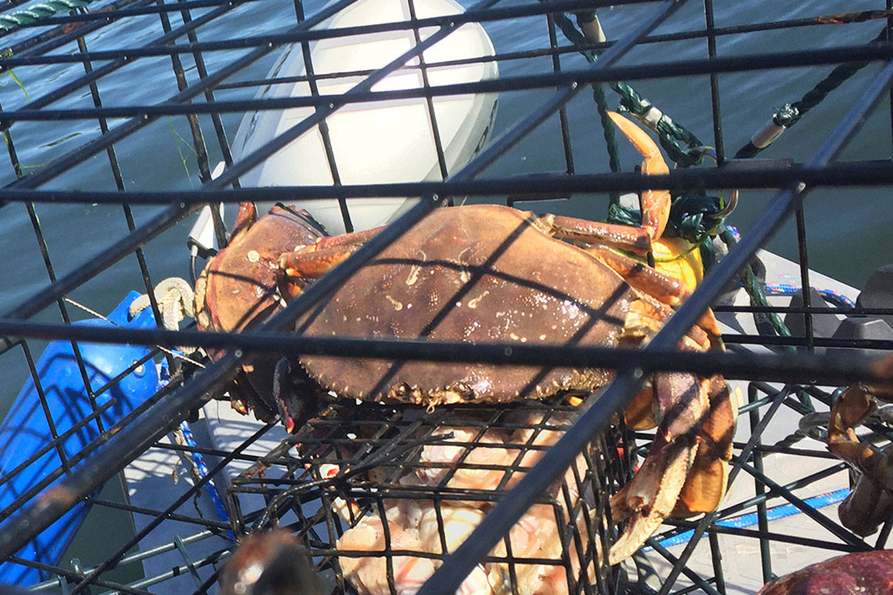 Dungeness crab population declining in south sound