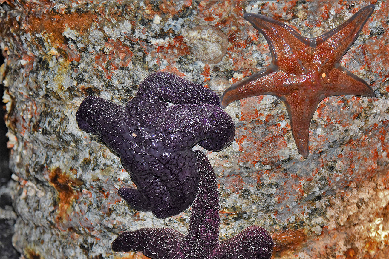 Sea Stars: Are they really making a comeback?