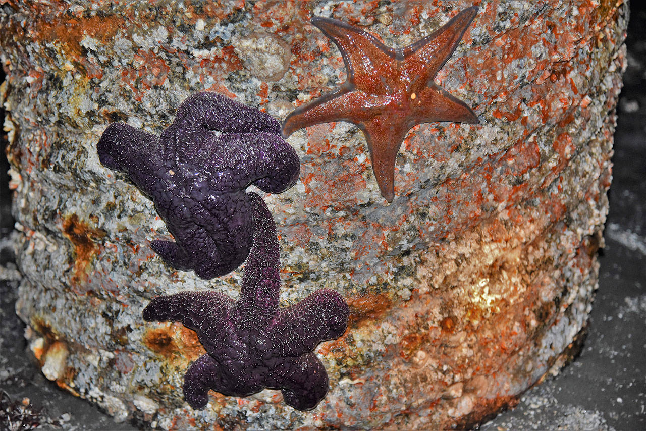Juvenile sea stars cling to the pilings at the north-end ferry dock, where they used to be found in large numbers. They were spotted on the moonlight low-tide walk on New Year’s Eve. (Jim Diers Photo)