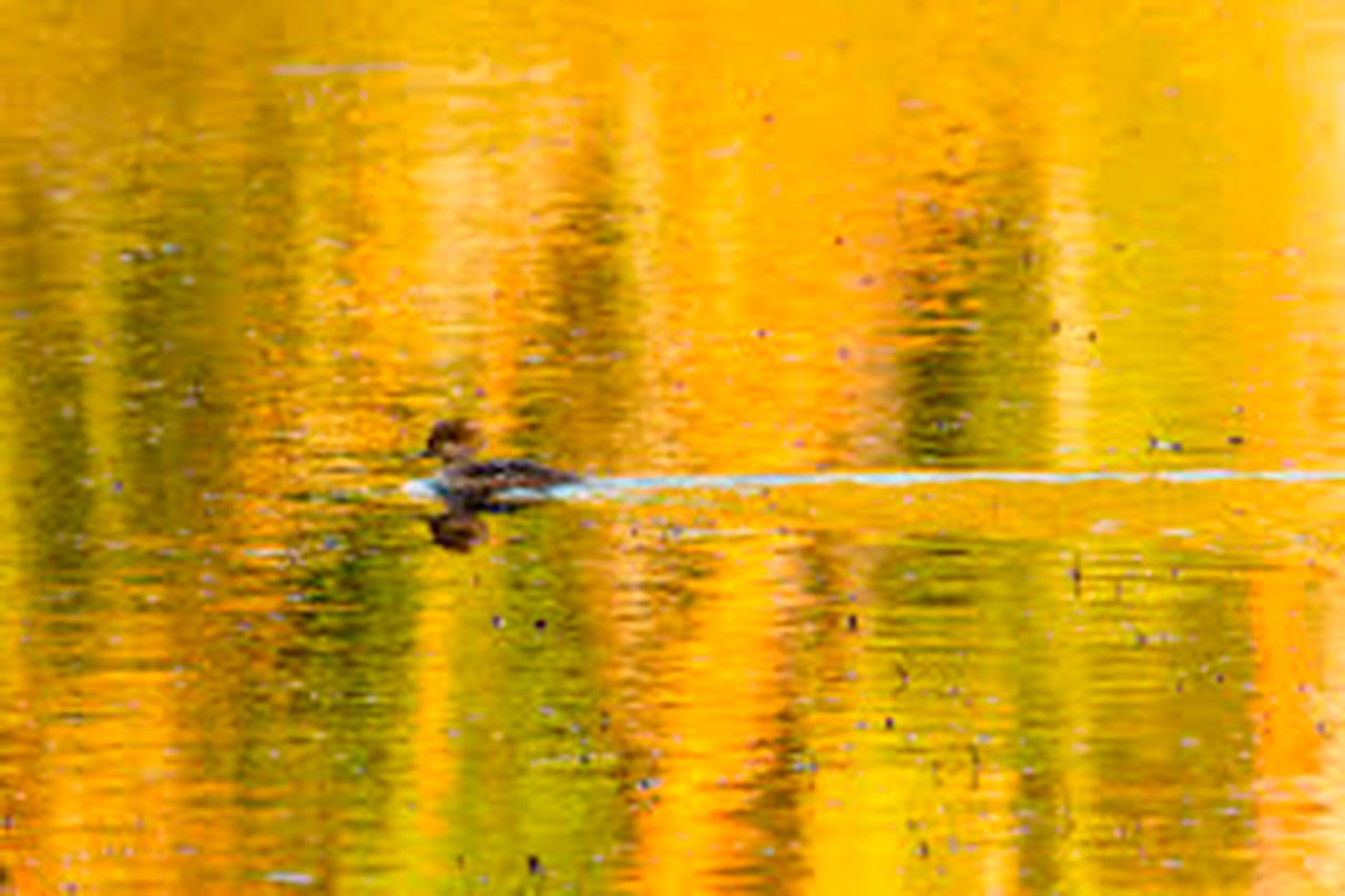 Hooded Merganser, Fisher Pond (Michael Elenko Photo)