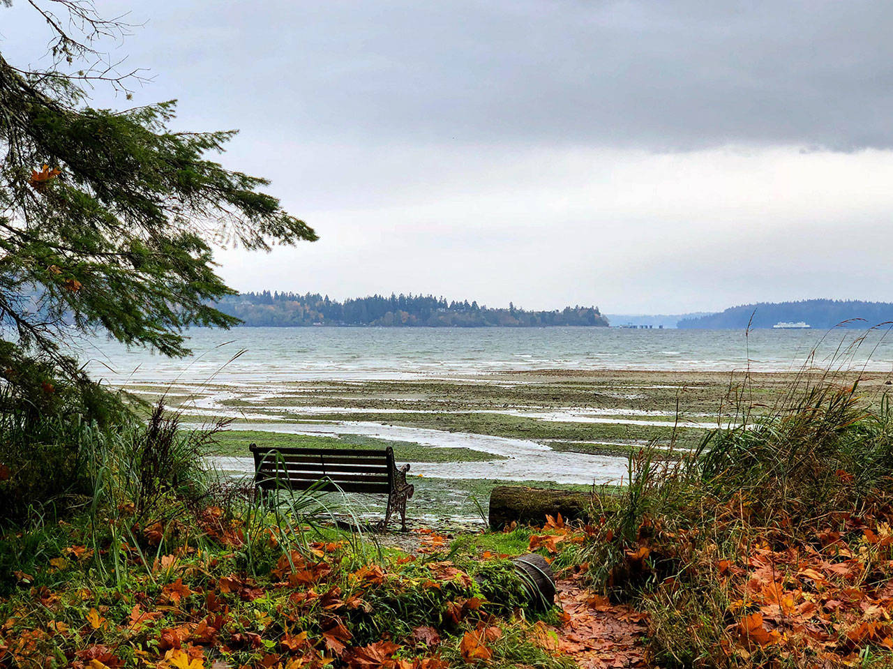 The Land Trust’s Fern Cove Preserve offers a quiet place to reflect on the past year and contemplate the new one. (Jake Conroy Photo)