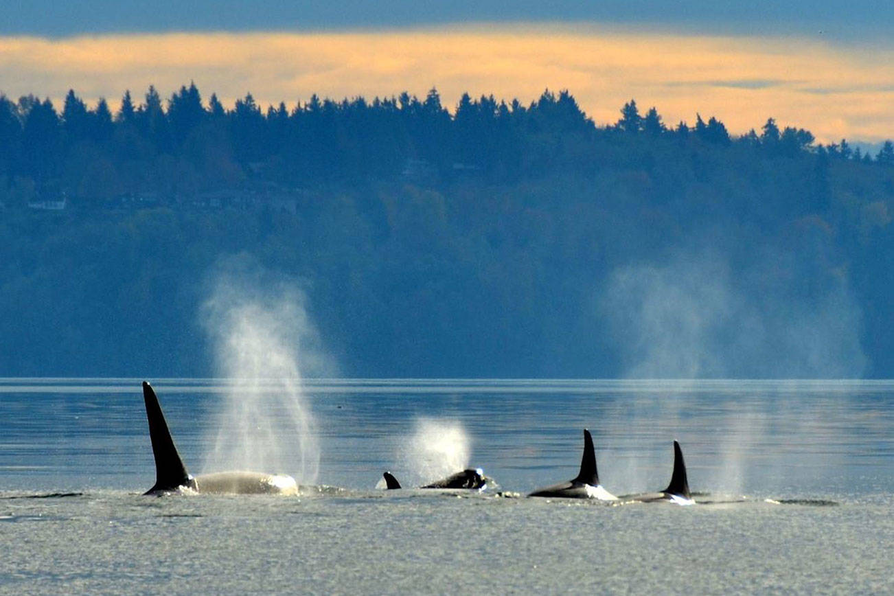 Governor moves to protect endangered orcas
