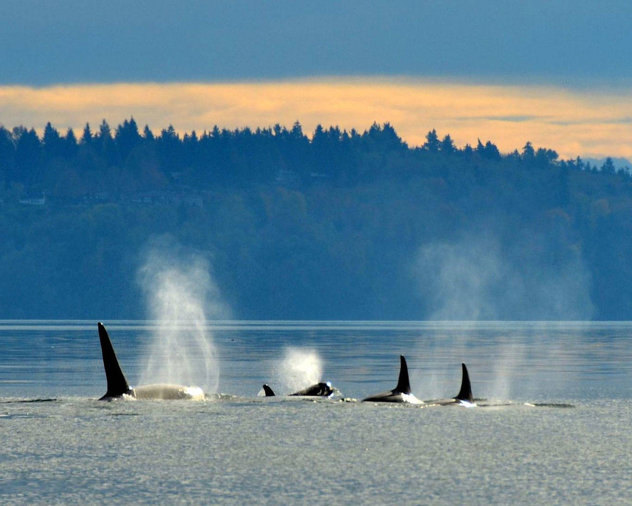 The southern residents can sometimes be spotted off the shores of Vashon. This group, members of J Pod, passed Point Robinson light house on Nov. 7, 2015. They are, from left to right, J27, J49, J37 and J2. (Kelly Keenan Photo)