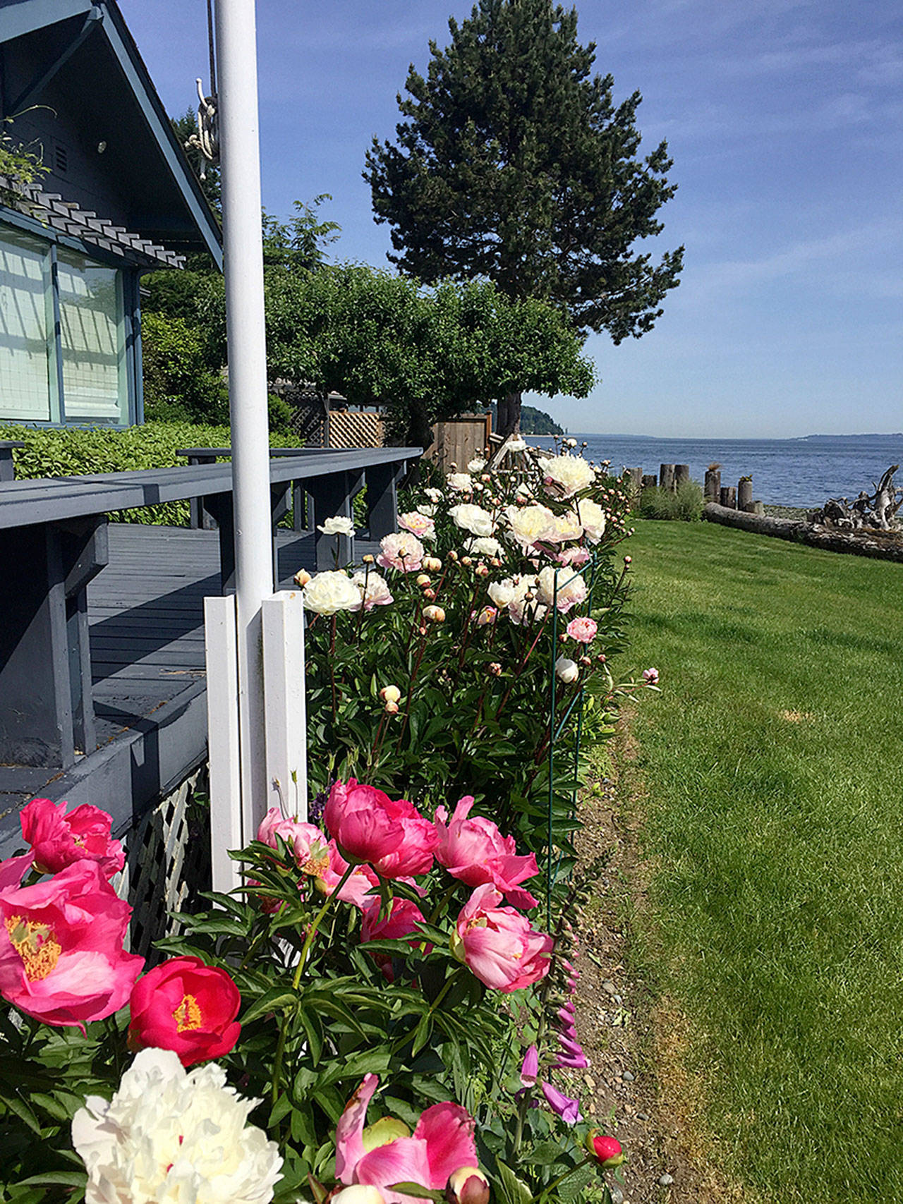 The Olson garden includes a peony border that originated from tubers brought from a family home in Minnesota. (Courtesy Photo)