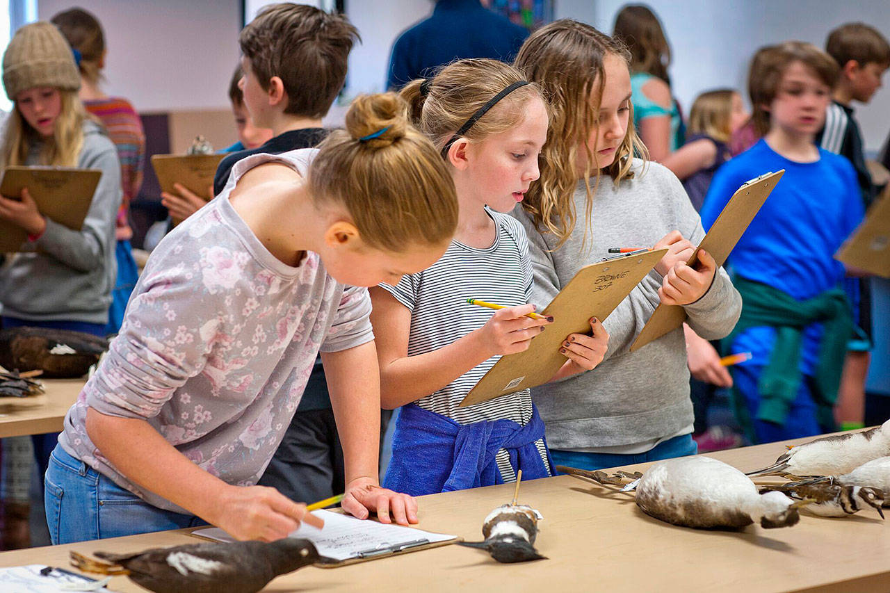 Fourth graders at Chautauqua Elementary School take notes on museum specimens of birds local to Vashon. The birds were brought to school for the day by Gary Shugart, the collections manager at Tacoma’s Slater Museum of Natural History. (Susie Fitzhugh Photo)