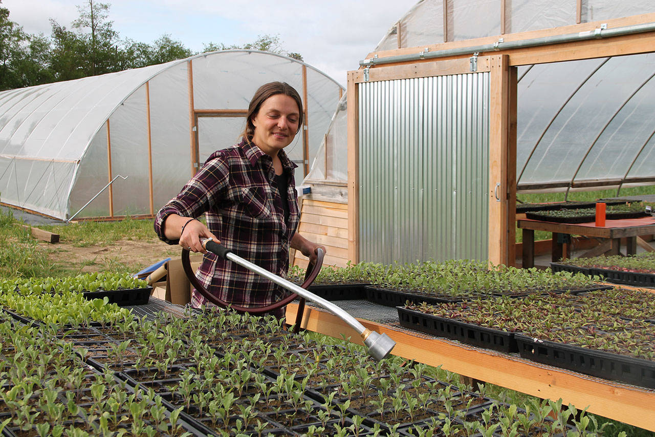Caitlin Ames waters plant starts for the Land Trust at Matsuda Farm. (Paul Rowley/Staff Photo)