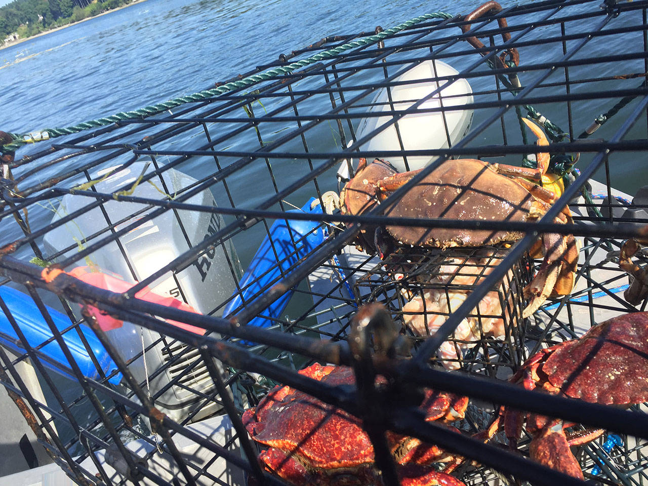 A single Dungeness crab in a local trap with several red rock crabs last year. (Susan Riemer/Staff Photo)