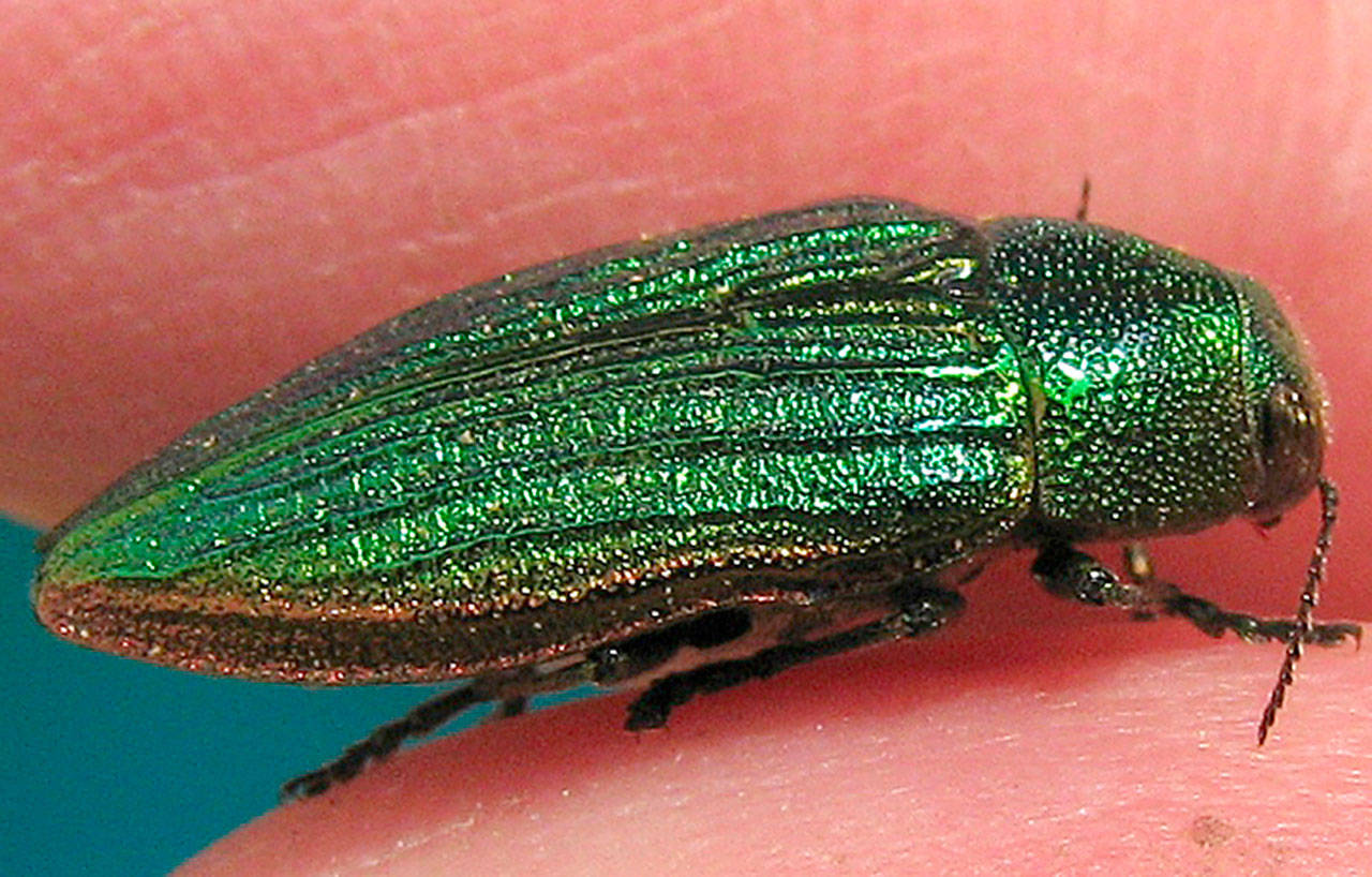 Aurulenta (aka Golden Jewel) beetle found during a past Bioblitz (Harsi Parker Photo)