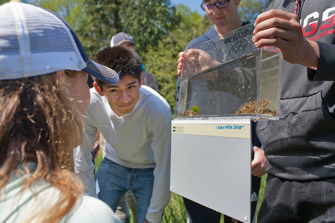 High school biology students use a photarium (portable aquarium) to measure and identify fish found in Ellis Creek as part of a Vashon Nature Center citizen science project. (Susie Fitzhugh Photo)