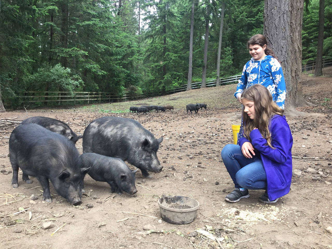 Sophia Cagle (kneeling) and Josefina Romero (standing) with a few of Eileen Burke’s pigs that their class/school now provides food scraps for. (Courtesy photo)