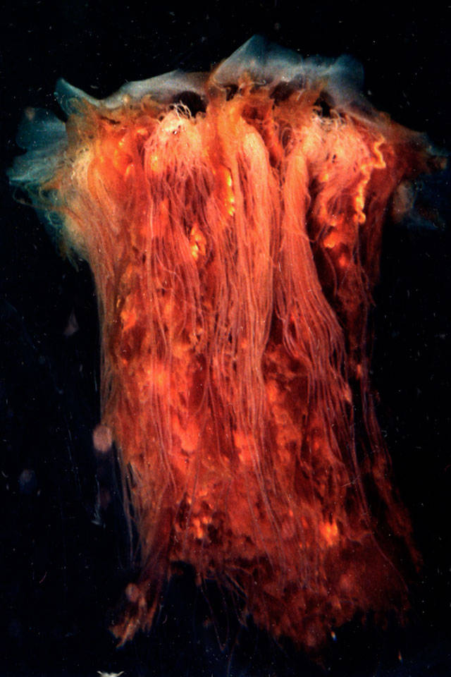 Karlista Rickerson’s underwater photography, with images of the marine life in Tramp Harbor, Sandy Shores and Maury Island Marine Park, includes this jellyfish. Her work is on view through July 22 at Vashon Center for the Arts (Courtesy Photo).