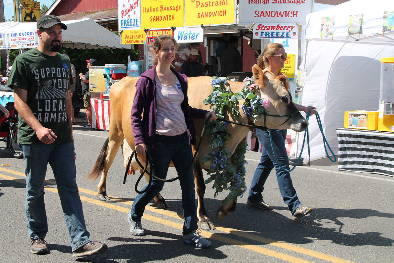 The Strawberry Festival grand parade is always eclectic and this year included Jingle, walking with her companions, Lizzy Corliss, right, and Kelsey Killian of Venison Valley Farm Creamery. (Susan Riemer/Staff Photo)