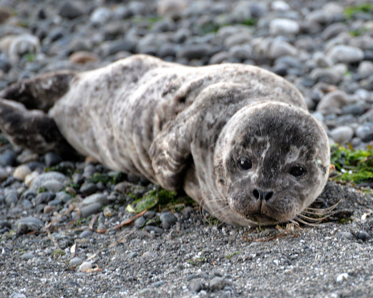 This seal pup was spotted last week at KVI. Marine mammal stranding coordinator Ann Stateler cautioned islanders to stay far away from seal pups so as not to interfere with natural processes. Photos, like this one above, should be taken only from a considerable distance away (Cascadia Research Collective Photo).