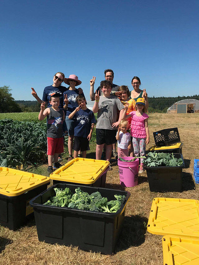 In July, four Cub Scouts from Pack 275, joined by siblings, harvested 145 pounds of kale and broccoli at Matsuda Farm to donate to the Vashon Maury Community Food Bank. (Courtesy photo)